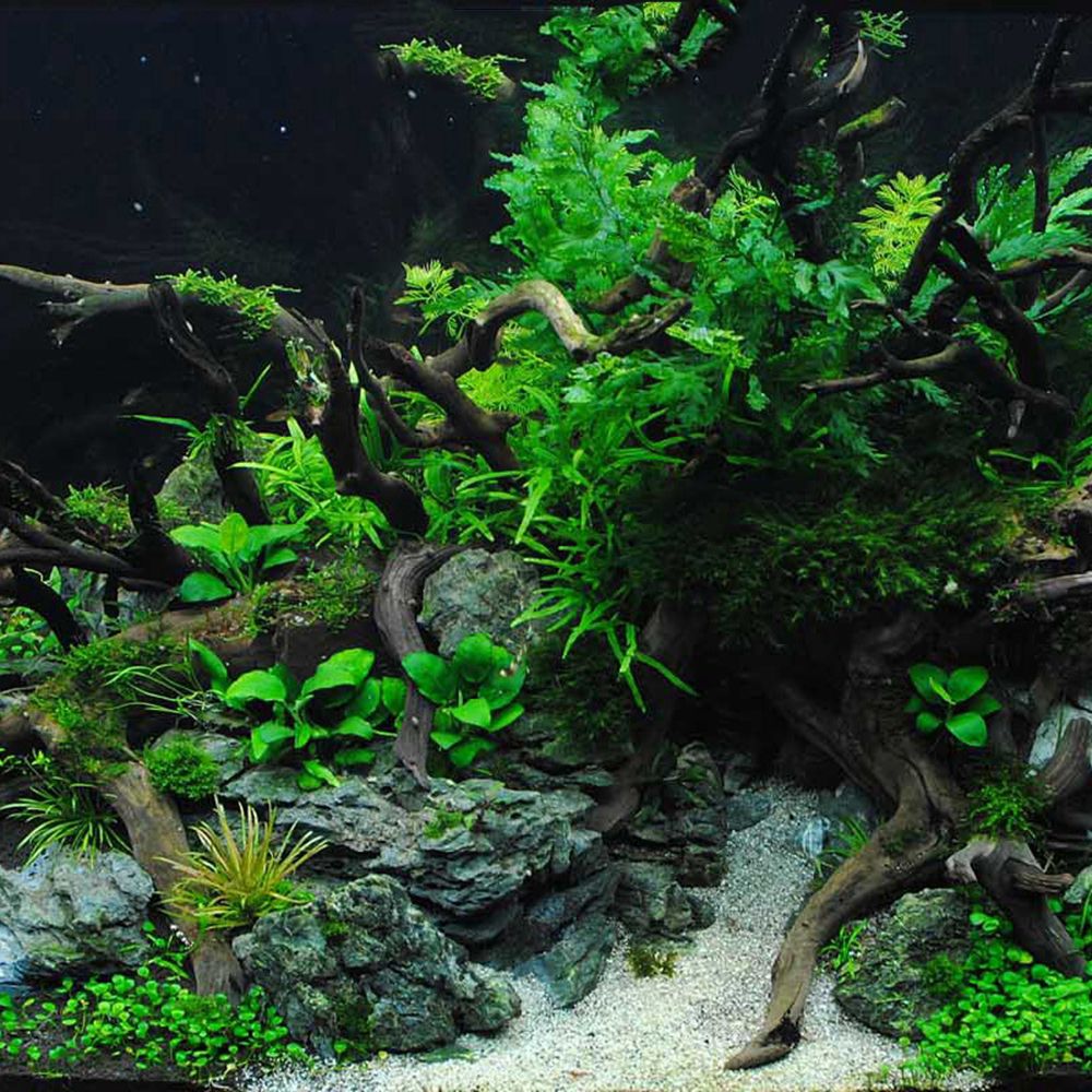 N1N Wood Reptile Tank Backgrou - đánh giá và giá Planted Aquarium With Driftwood