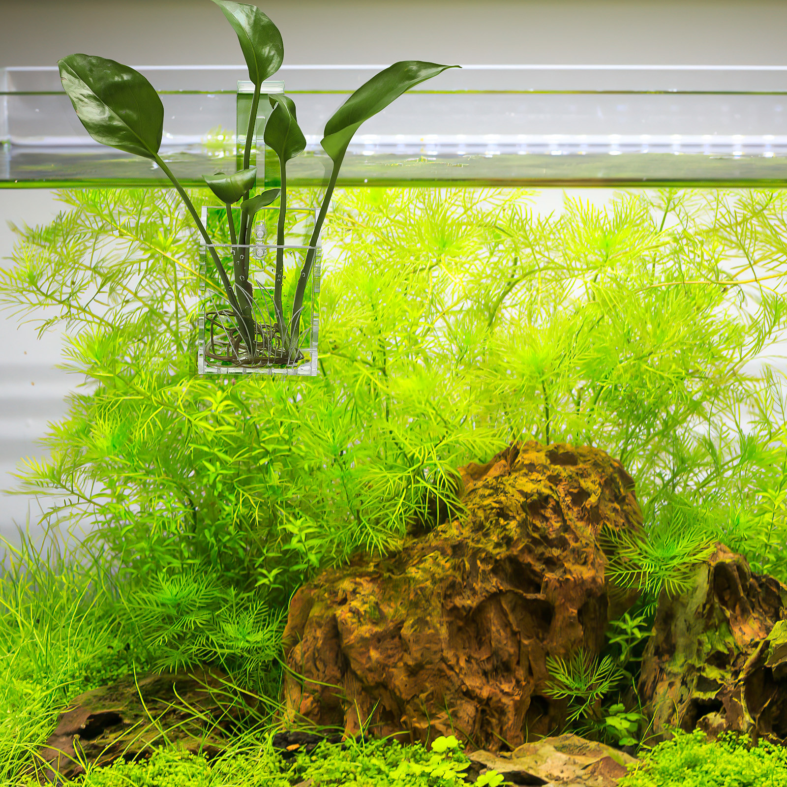 Acrylic Aquarium Plant Holder  - đánh giá và giá Aquarium Plant Design