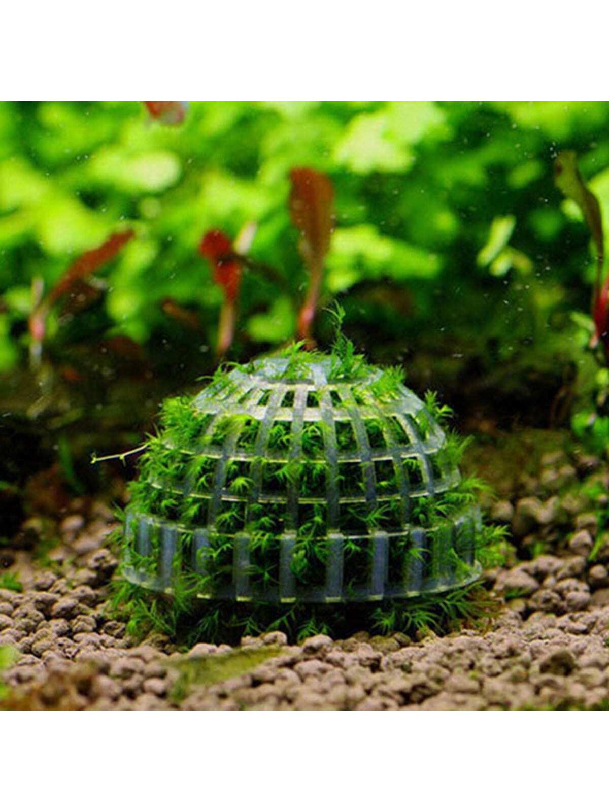 Aquarium Moss Ball Planter Gri - đánh giá và giá Aquarium Plant Design