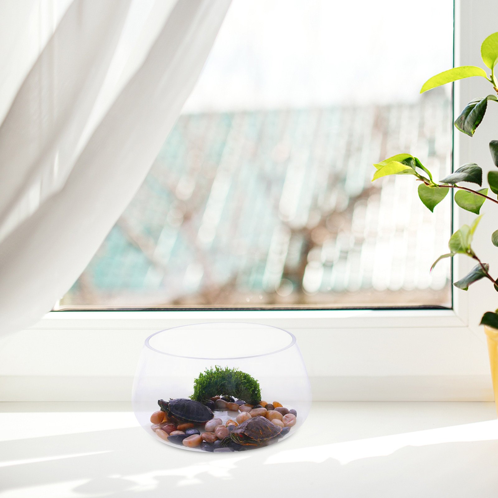 Round Mini Aquarium Tank Clear - đánh giá và giá Planted Aquarium Mini