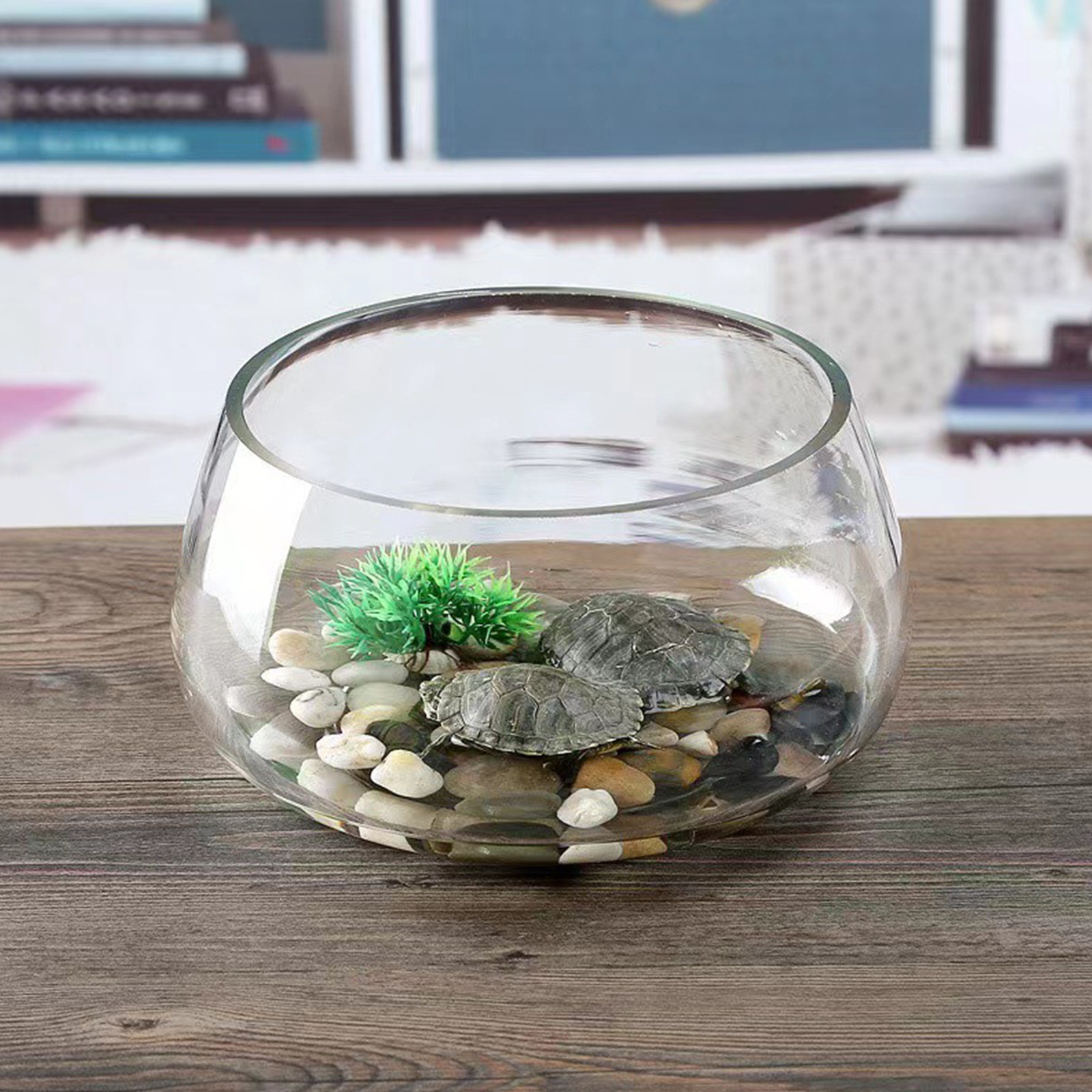Round Mini Aquarium Tank Clear - đánh giá và giá Planted Aquarium Mini