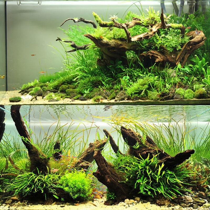 Natural Driftwood Aquarium Mos - đánh giá và giá Planted Aquarium With Driftwood