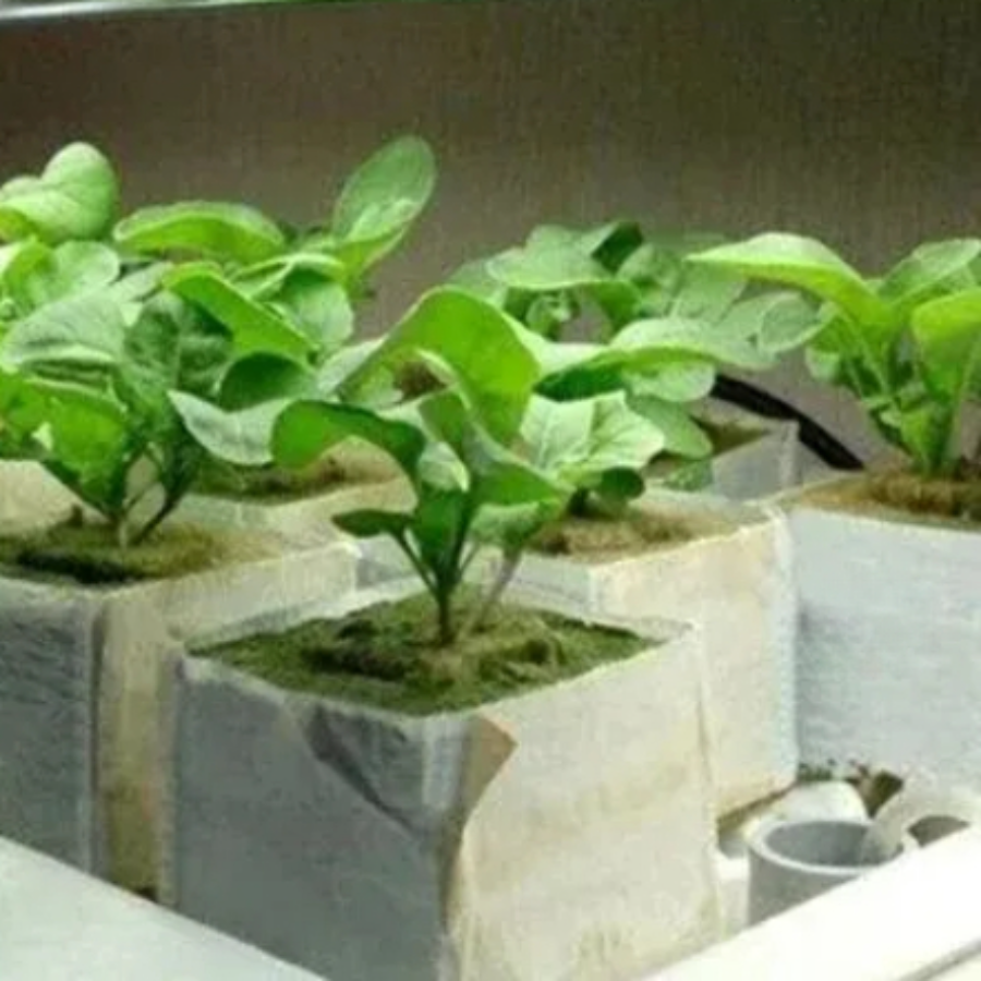 50pcs Stonewool Hydroponic Gro - đánh giá và giá Aquasoil Substrate