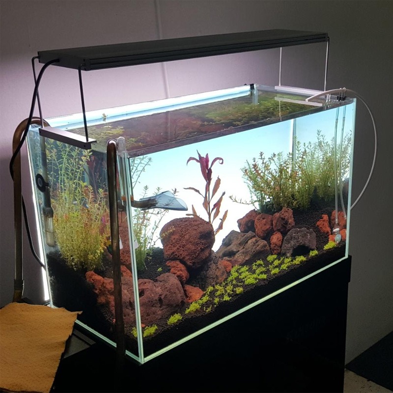 Best-Selling LED Aquarium Lamp - đánh giá và giá Planted Aquarium Best Fish
