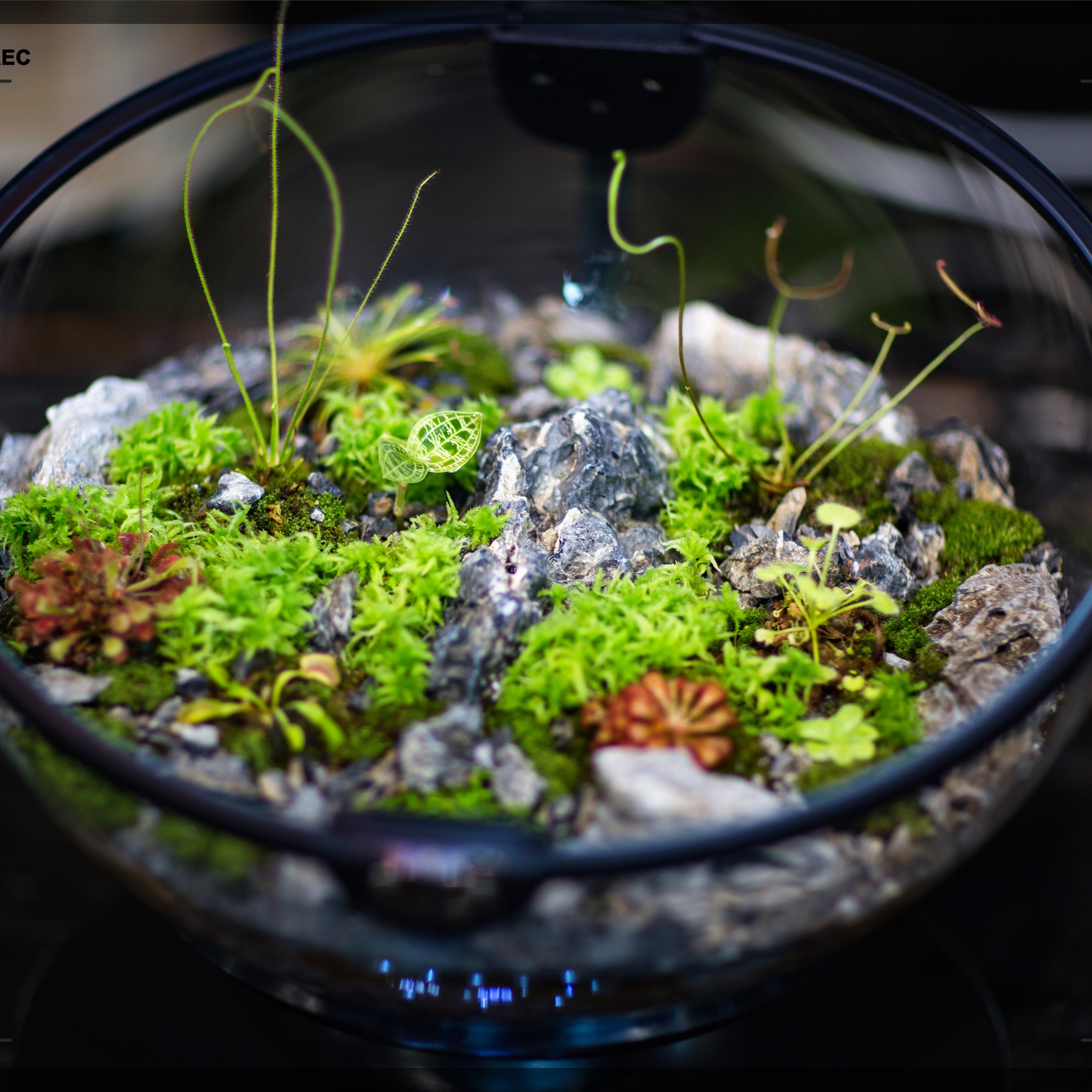 Hot Sales Acrylic Material  Ba - đánh giá và giá Aquarium Plant Design