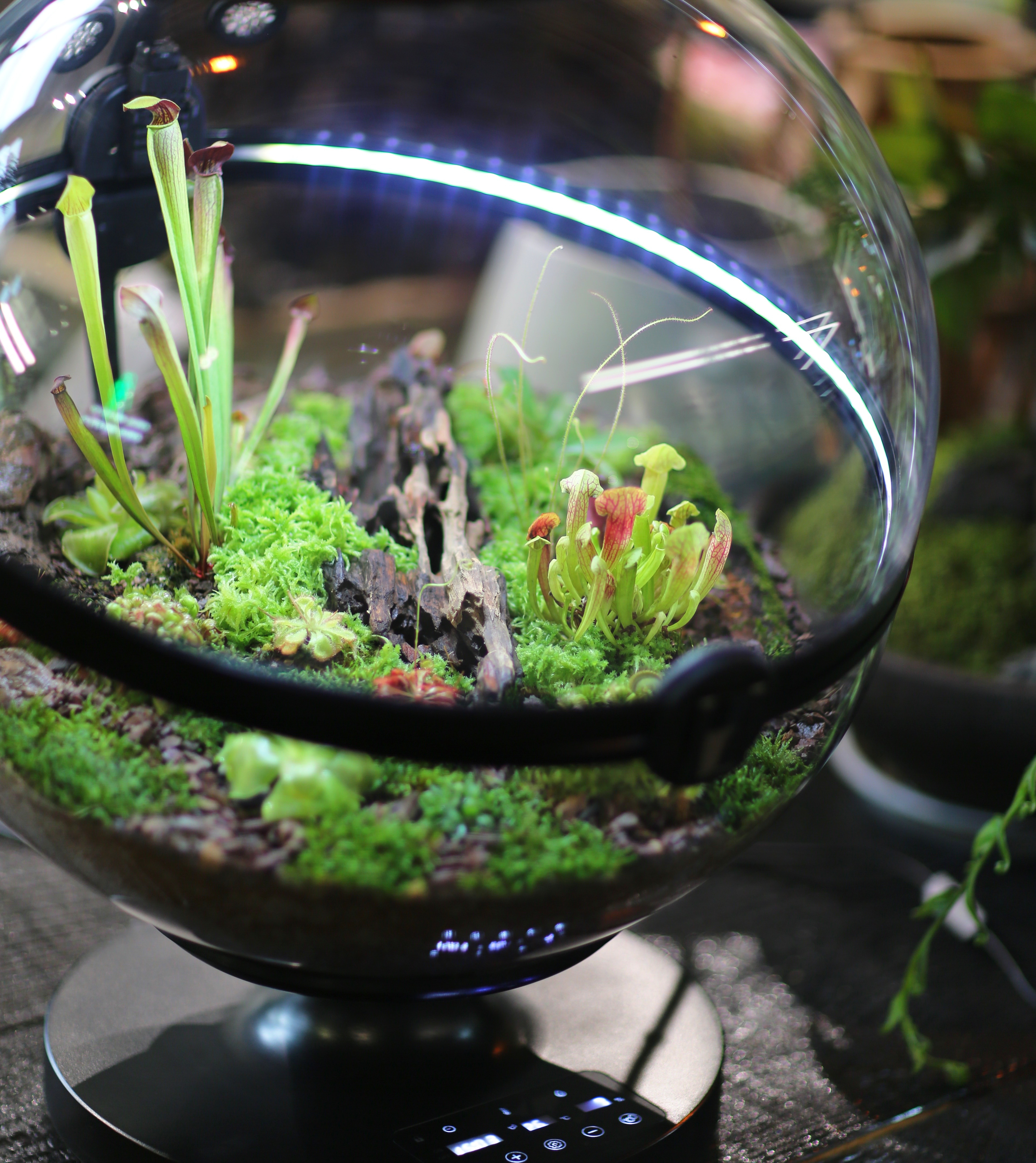 Hot Sales Acrylic Material  Ba - đánh giá và giá Aquarium Plant Design