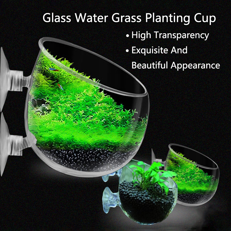 Glass Aquarium Decoration Hang - đánh giá và giá Planted Aquarium Mini