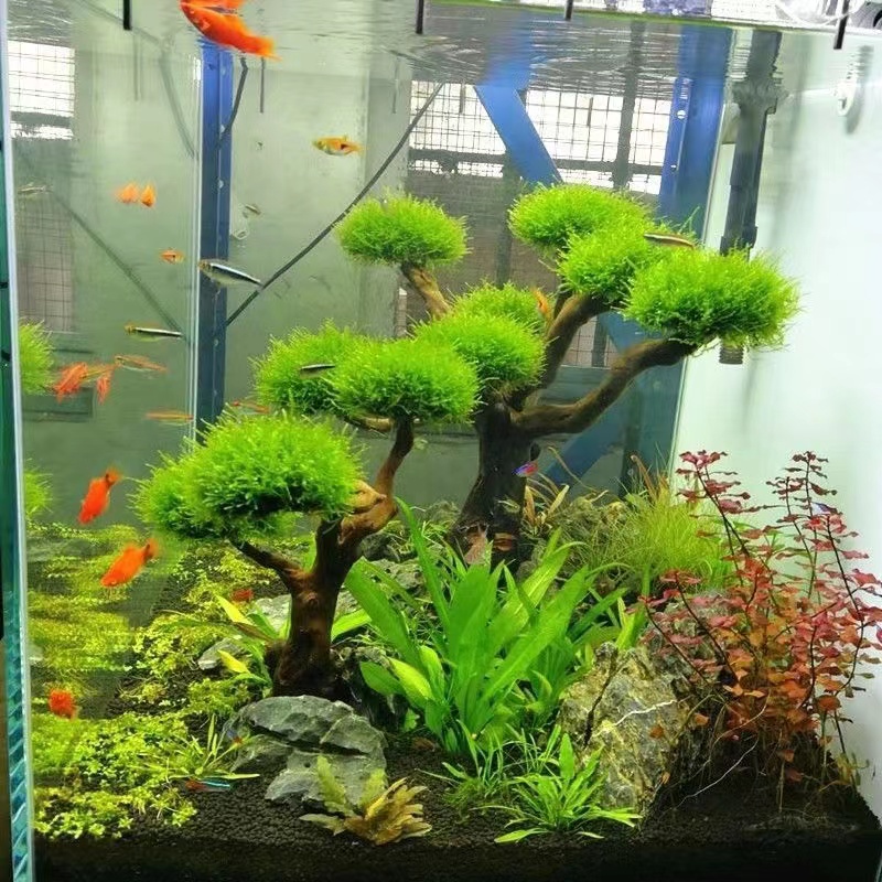 Fish tank greening wood frame  - đánh giá và giá Planted Aquarium With Driftwood