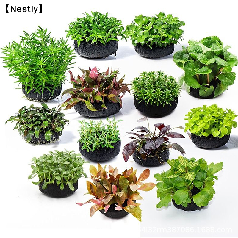 2Pcs Fish Tank Water Grass Pla - đánh giá và giá Aquasoil Substrate